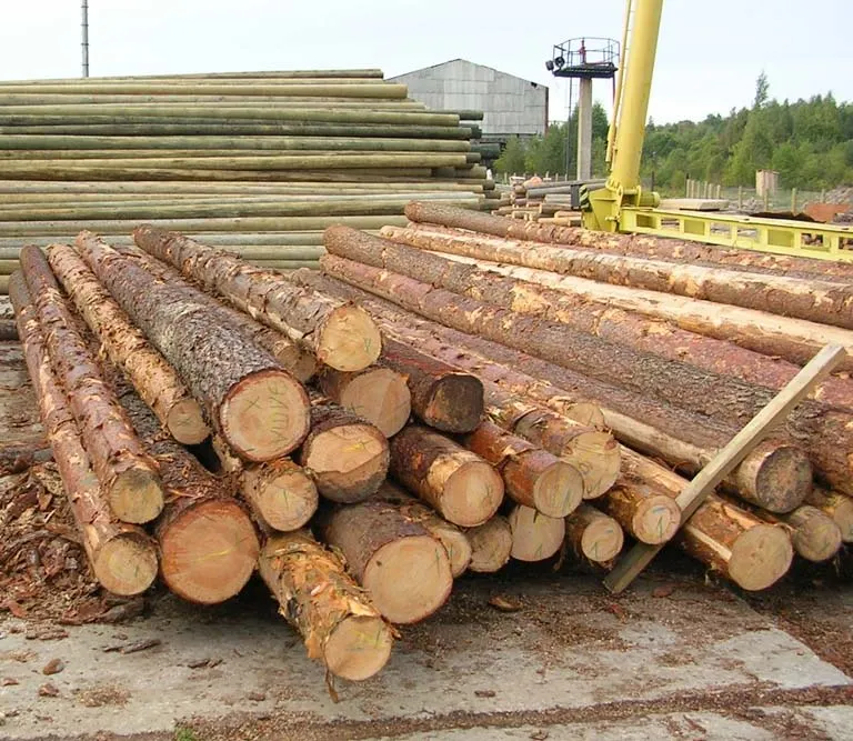 Siberian Larch Logs for Timber Framing  Larch Logs for Structural Use  Siberian Larch Logs for Custom Orders
