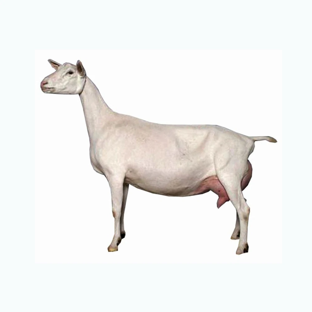 High Quality Boer Goats / Saanen Goats / Anglonubian Goats Buy High