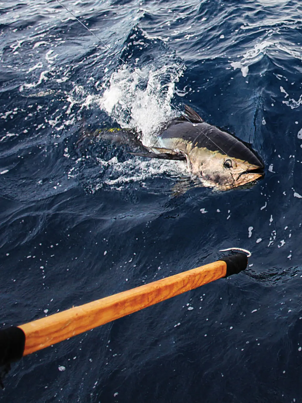 Texas Yellowfin Tuna Fishing