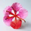 05: Rosa Rojo