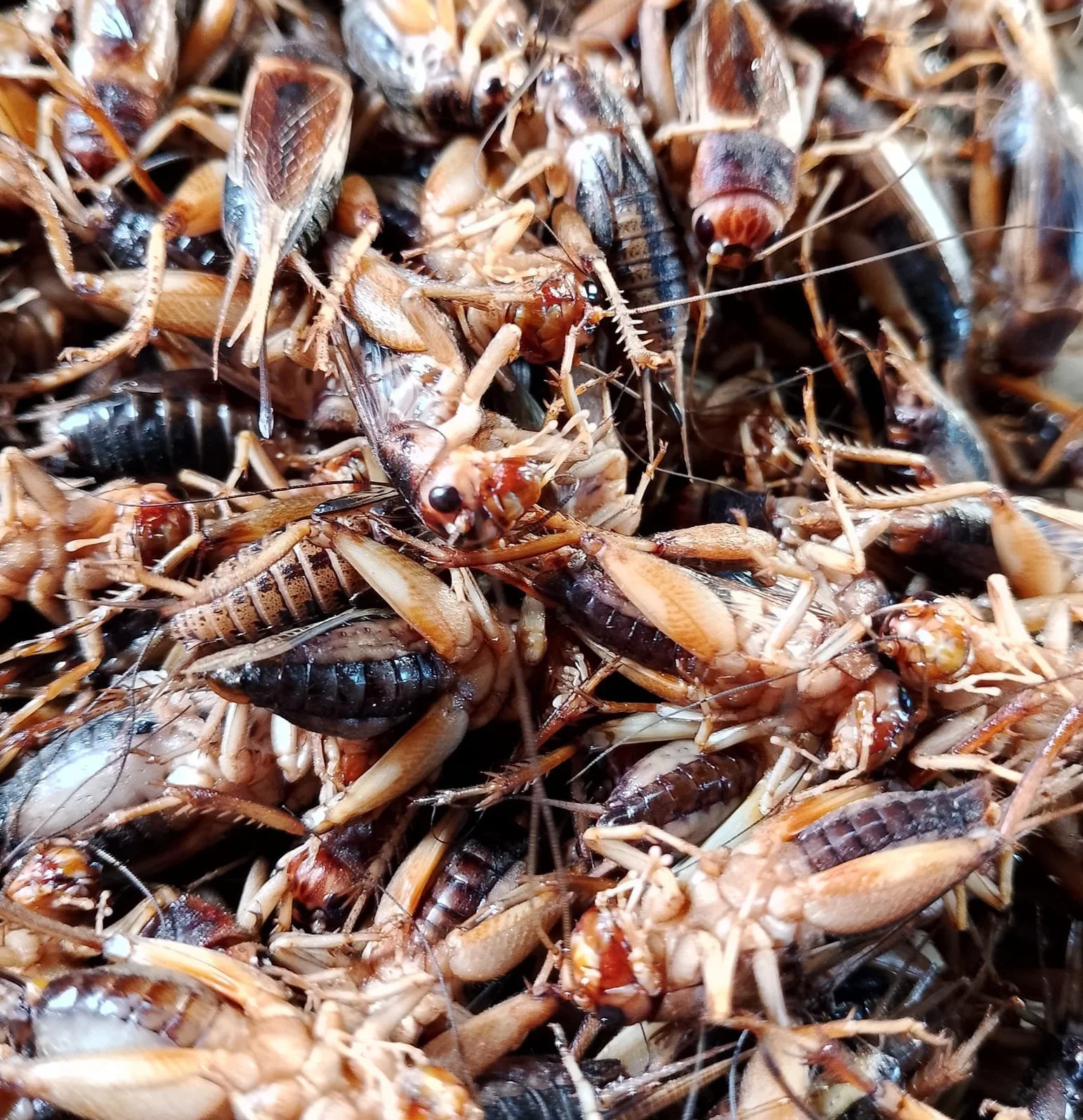 Dried Mealworm Crickets Freeze Crispy Crickets Dried Crickets With Bulk