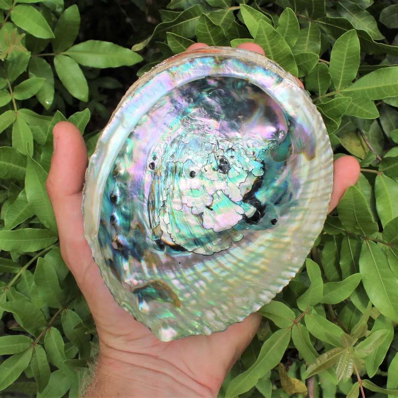 Dried Green Blue Paua Shell Natural Clean Raw Unpolished Wholesale Cheapest Price Australian Abalone Shells for Sale