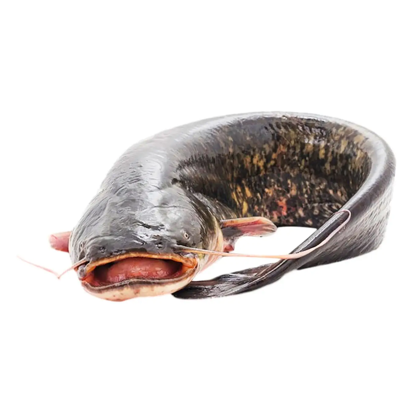 Guangzhoou Black Bullhead Chinese Farm Frozen Live Catfish Wholesale