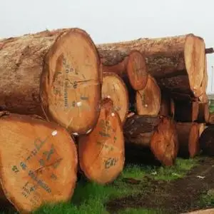 Lauan Logs for Export to Europe  Philippine Mahogany Logs for Export to Europe  Lauan Logs for Export to Asia