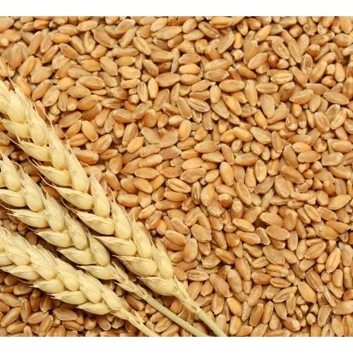 tukdi-wheat-grains-500x500.jpg