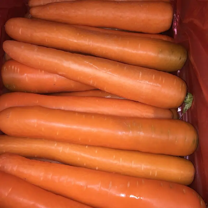Premium Quality Fresh Carrots New Season Buy Fresh