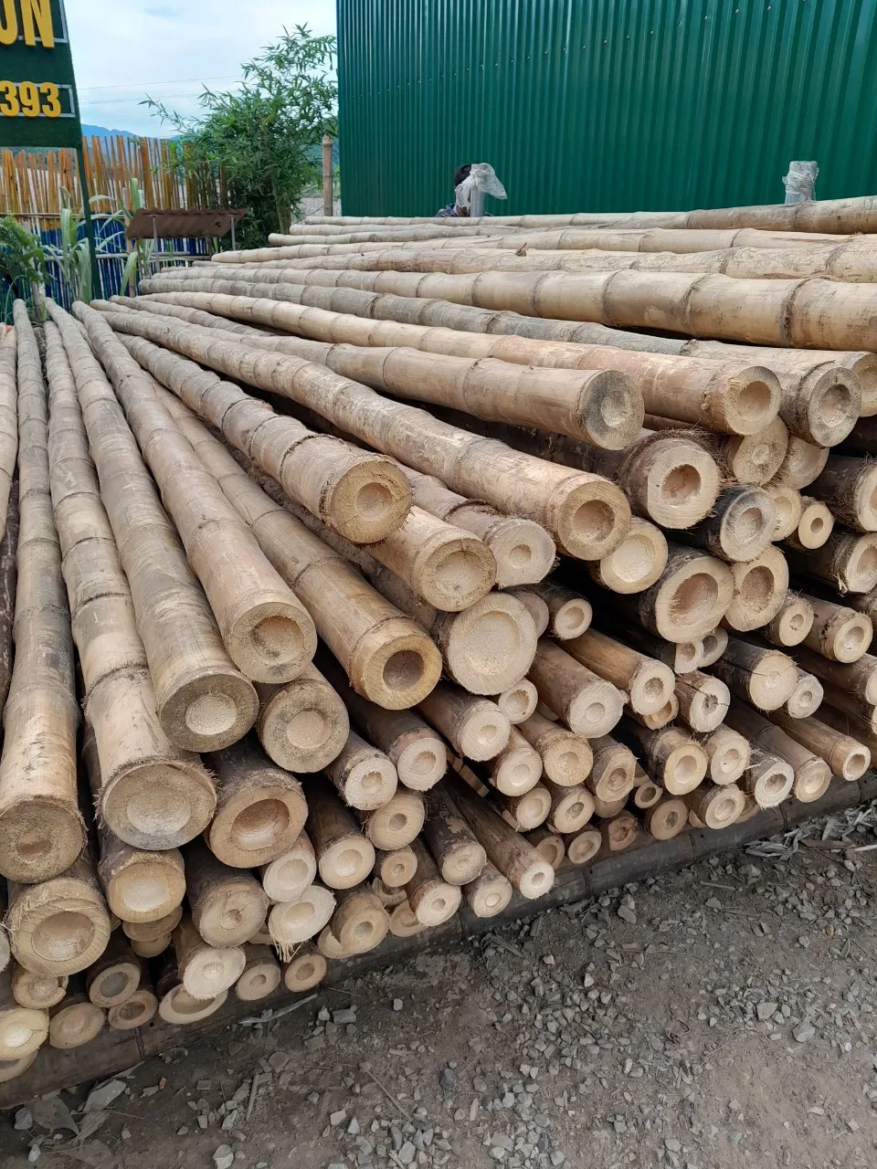 Bamboo In Vietnam Bamboo Poles/ Bamboo Canes For Sale By 99gd - Buy ...