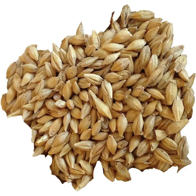 Barley Grain That Is Freshly Packed In Whole Barley At Very Attractive