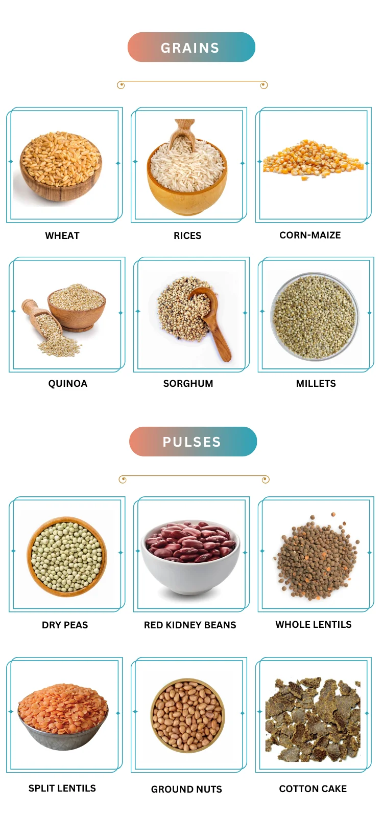GRAINS AND PULSES.png
