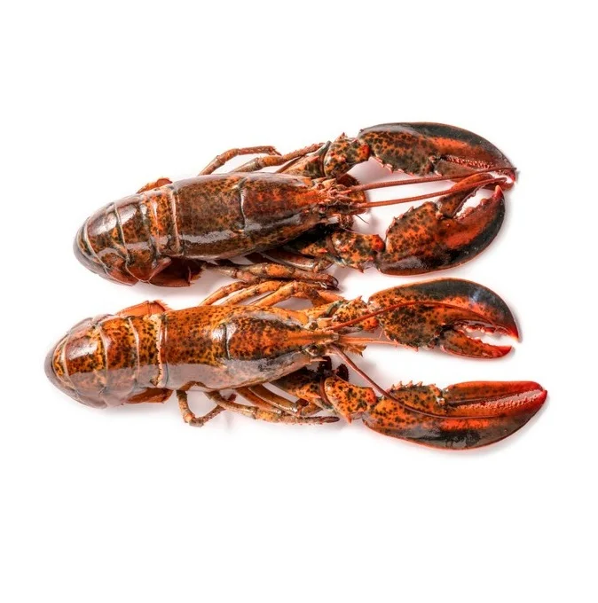 Best Price Fresh / Live / Frozen Canadian Lobsters (seafood) Bulk Stock Available With