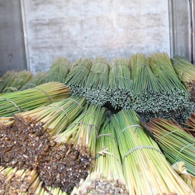 Green Grass Straws From Vietnam Biodegradable Eco Friendly Straw Bar