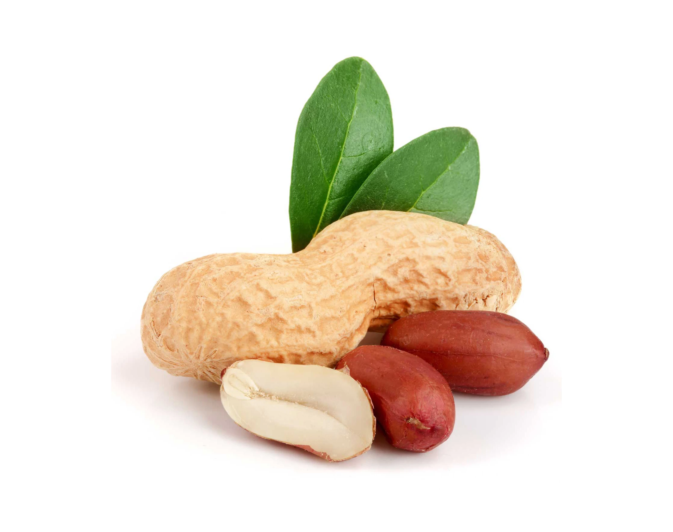 Blanched Java peanuts Price Per Ton Blanched Java peanuts Wholesales Blanched Java peanuts