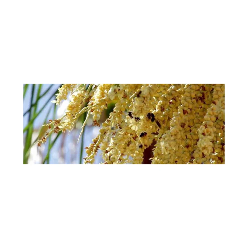 Pure Organic Pine Pollen Powder Palm Pollen Pine Pollen Wholesale Fresh Organic Fennel Pine Honey Bee