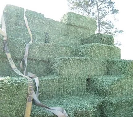 Alfalfa hay.ddd.jpg
