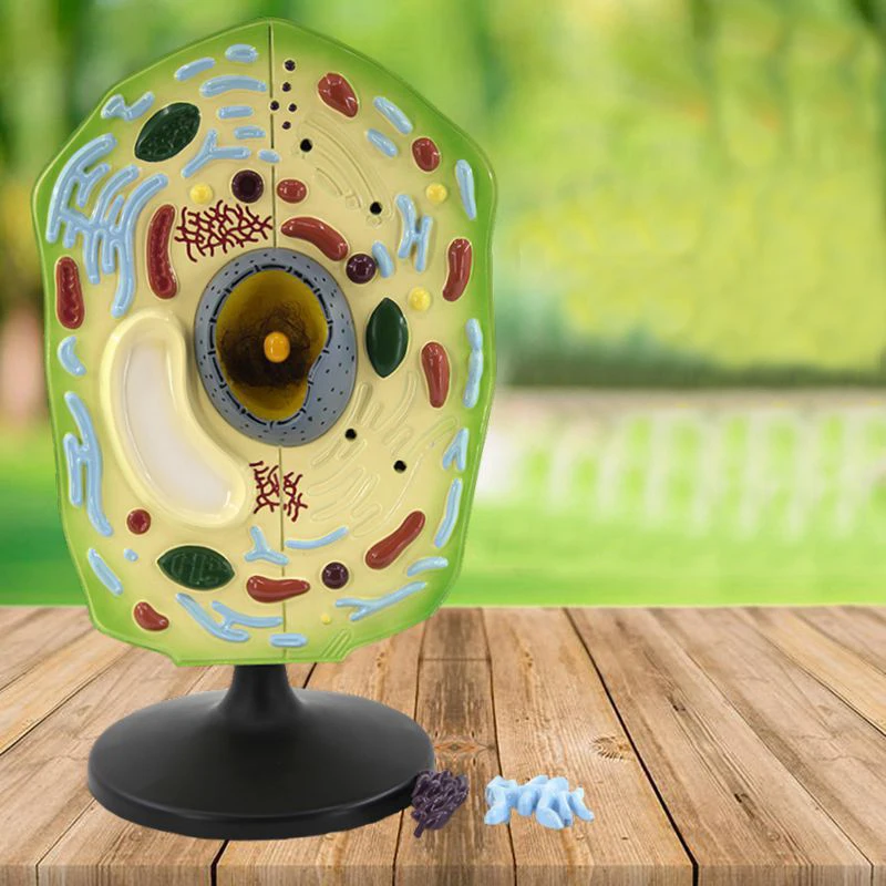 product teaching resources medical science plant cell model-8