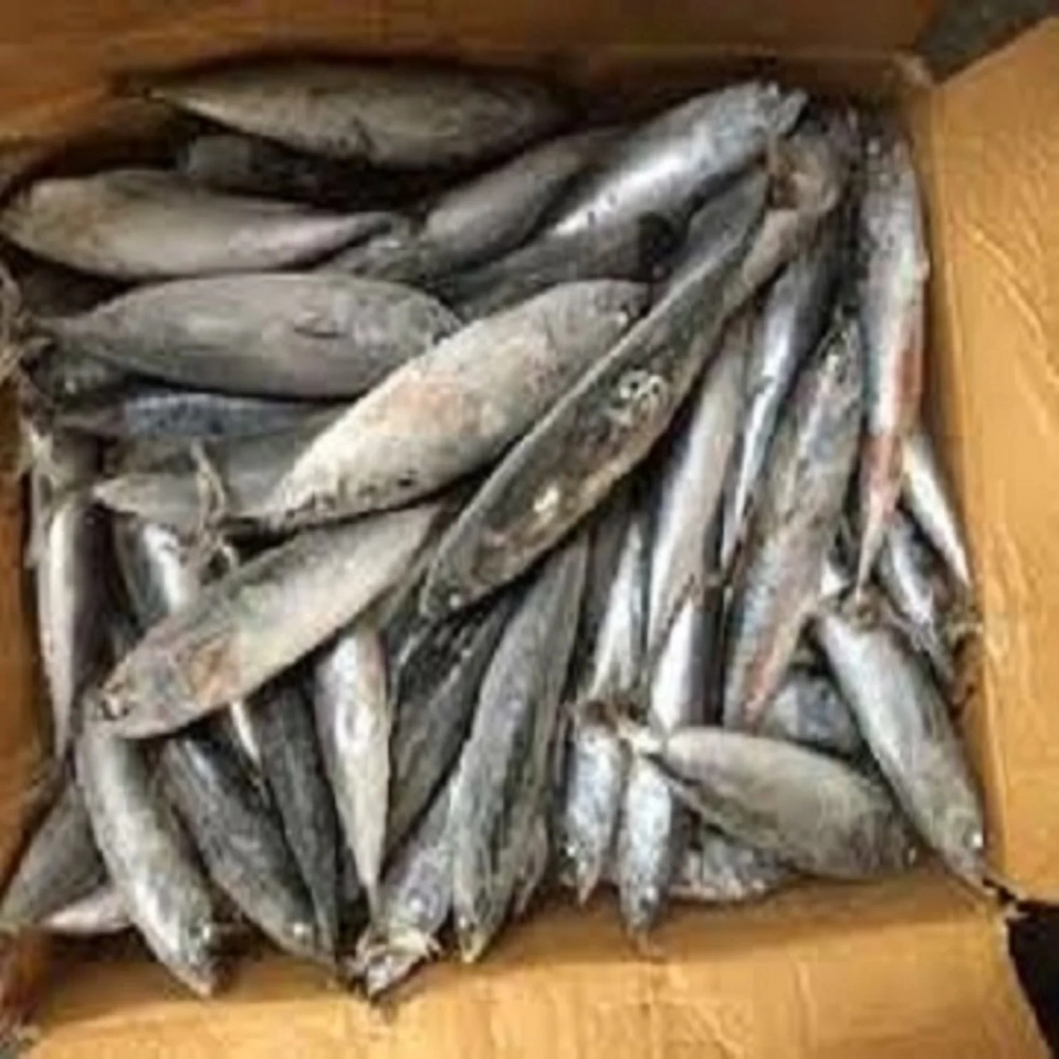 Fresh Seafood Frozen Tuna Bonito Skipjack Fish Available For Wholesale