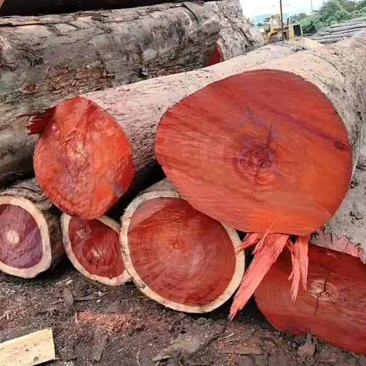 Padauk Logs with No Defects  Padauk Logs for Shipbuilding  Padauk Logs for Construction Beams
