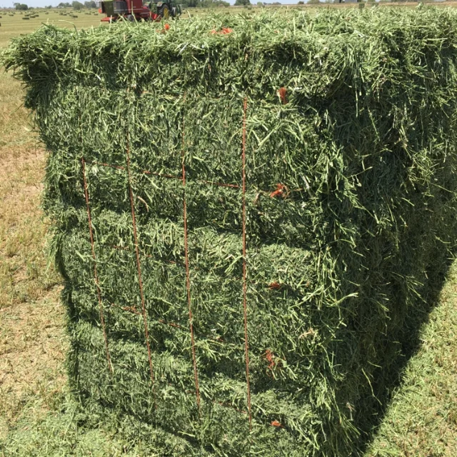 Top Quality Alfalfa Hay Feed Bales Packaging Cattle Horse Food Grade For Animal Feeding Stuff
