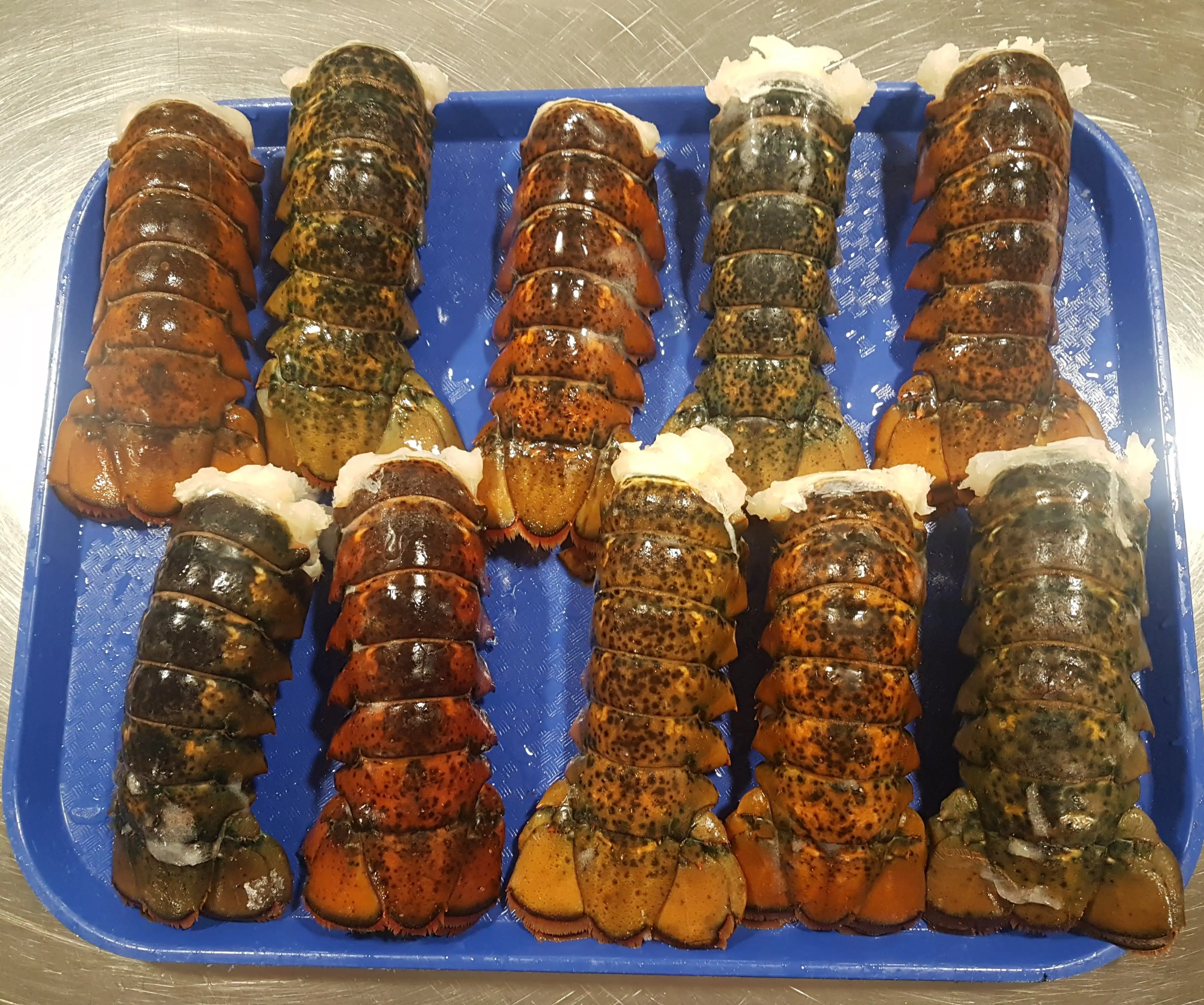 Wholesale Price Fresh and Frozen Lobster for Sale Red Lobsters in Bulk Raw Frozen Lobster Tails Cheap price