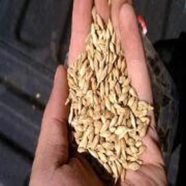 cheap mixed canary seed