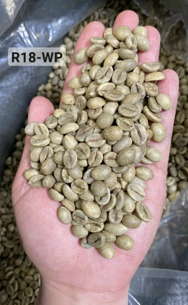 Green Robusta Coffee Bean From Viet Nam . Whatsapp +84 976727907 Ms