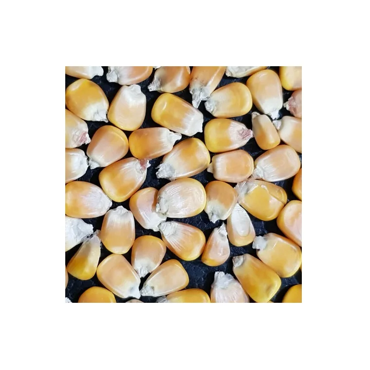 High Quality Dried Grade 2 Yellow Maize/corn,Nongmo,Fit For Human