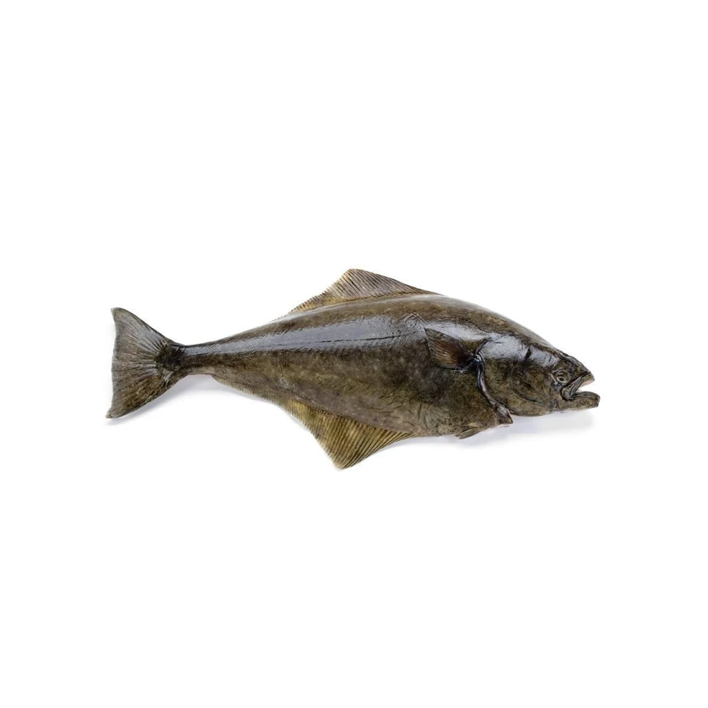 Best Quality Frozen Atlantic Halibut Fish Fresh Stock Bulk Wholesale Exports Buy Wholesale