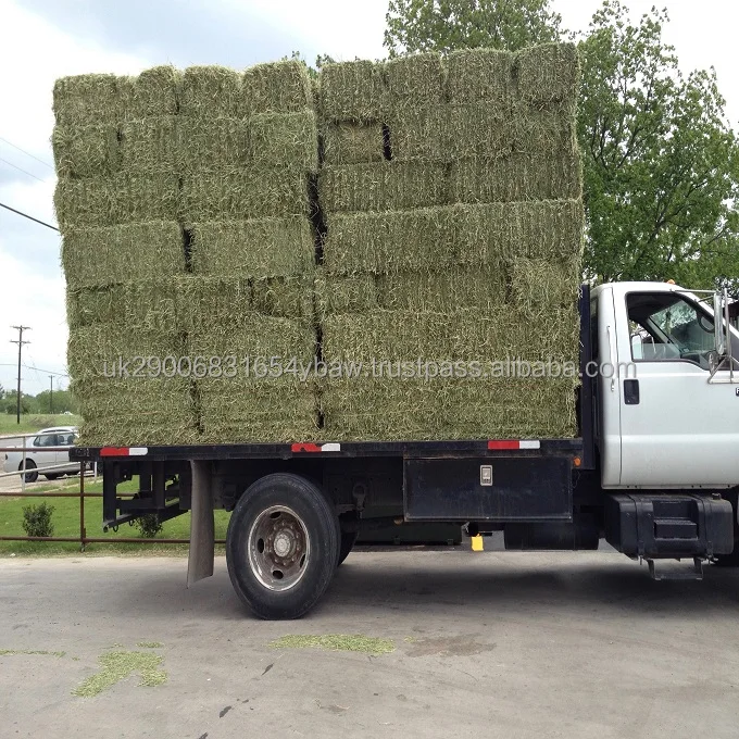 Animal Feed Lucerne Hay Alfalfa Hay Fodder Buy Dehydrated Alfalfa Alfalfa Pellet Lucerne
