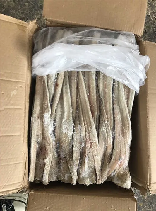 Factory Direct High Quality Frozen Eel Fish Whole Frozen Fresh Conger