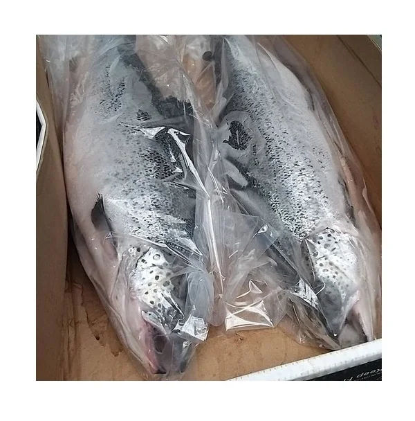 Оптовая продажа замороженных рыб лосося/Тихоокеанского лосося