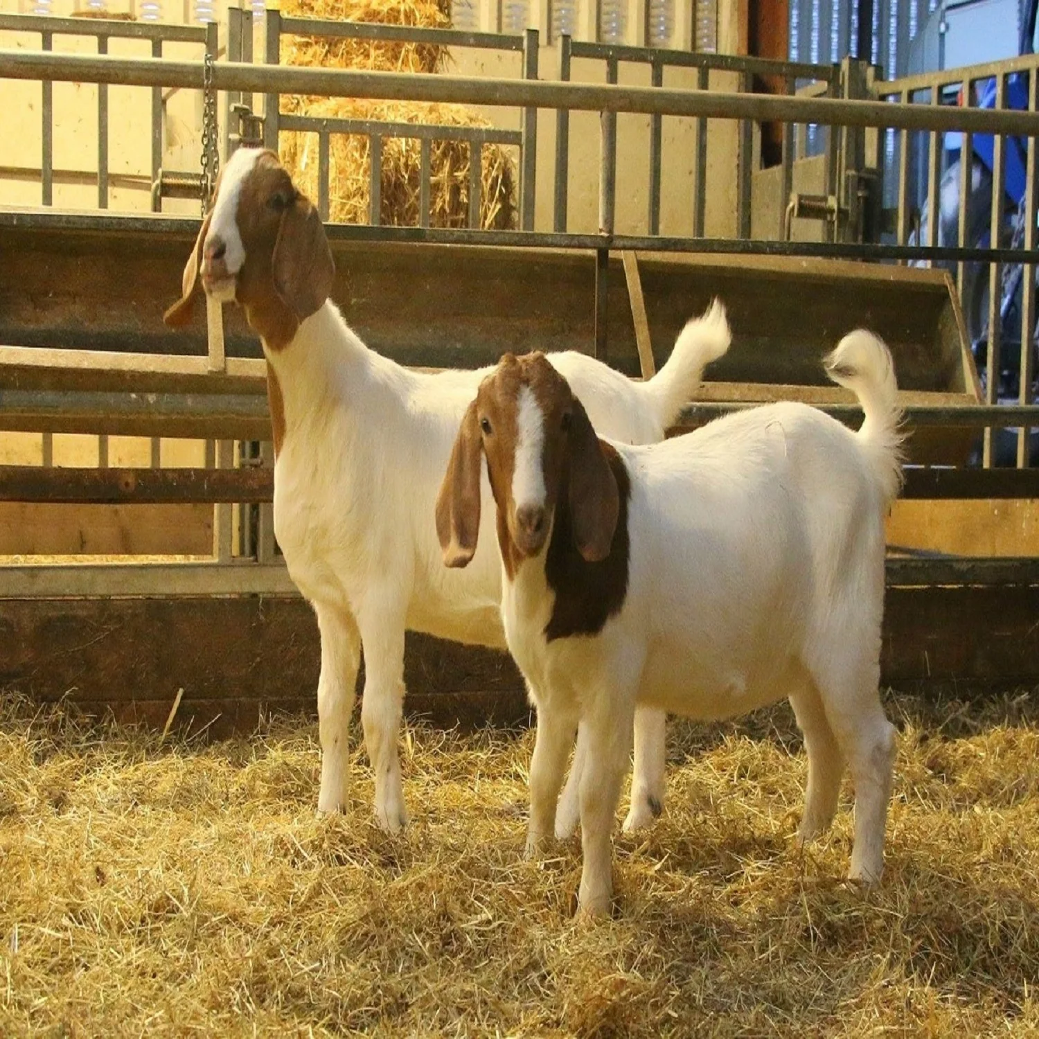 How Long Do Boer Goats Really Live? (It'S Not What You Think!) - iil8wae