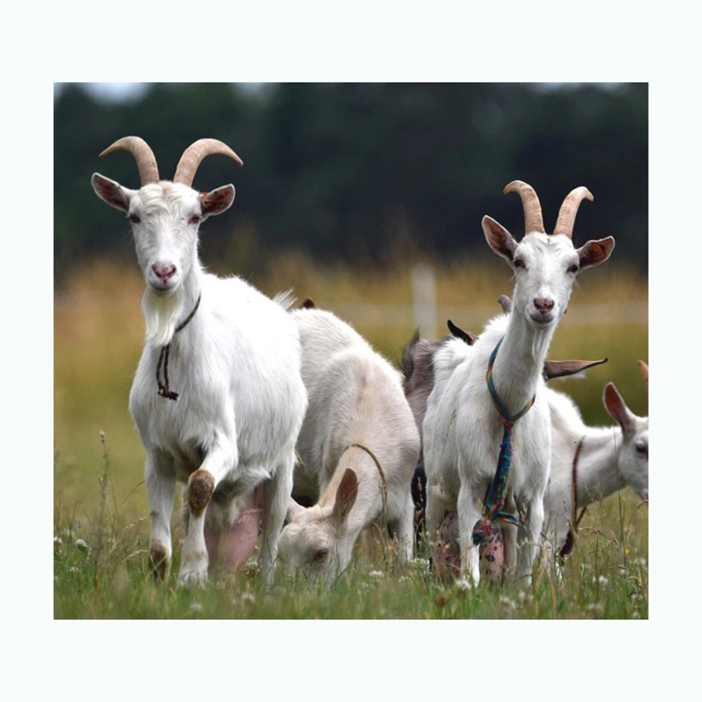 High Quality Boer Goats / Saanen Goats / Anglonubian Goats Buy High
