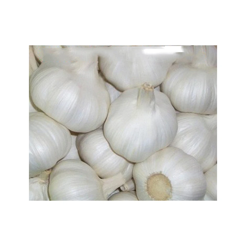 High Quality Market peeled garlic price/fresh snow white garlic/fresh garlic normal white pure white