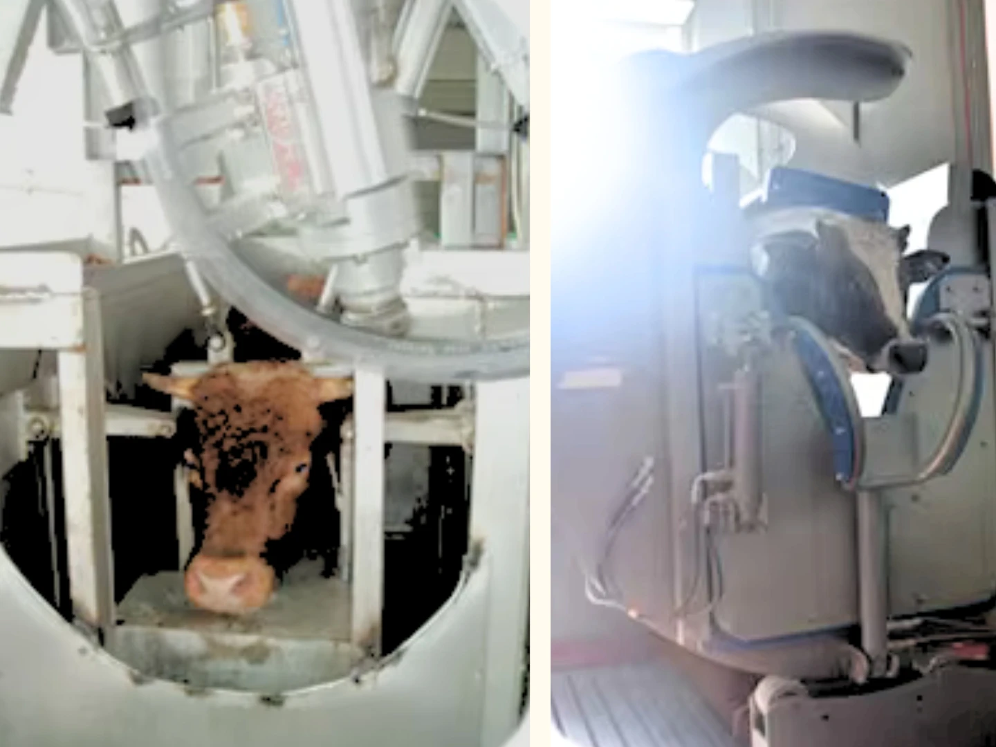 Beef cattle slaughterhouse meat production line ceremony halal cattle slaughter box