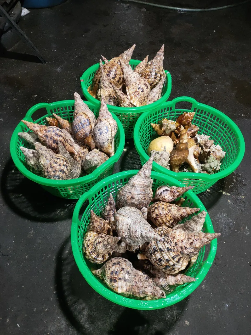 Best Selling Seashells  Snail Shells Market in Vietnam