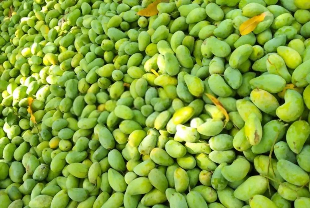 Best Selling Premium Fresh Mango Green & Yellow Mango Natural Taste