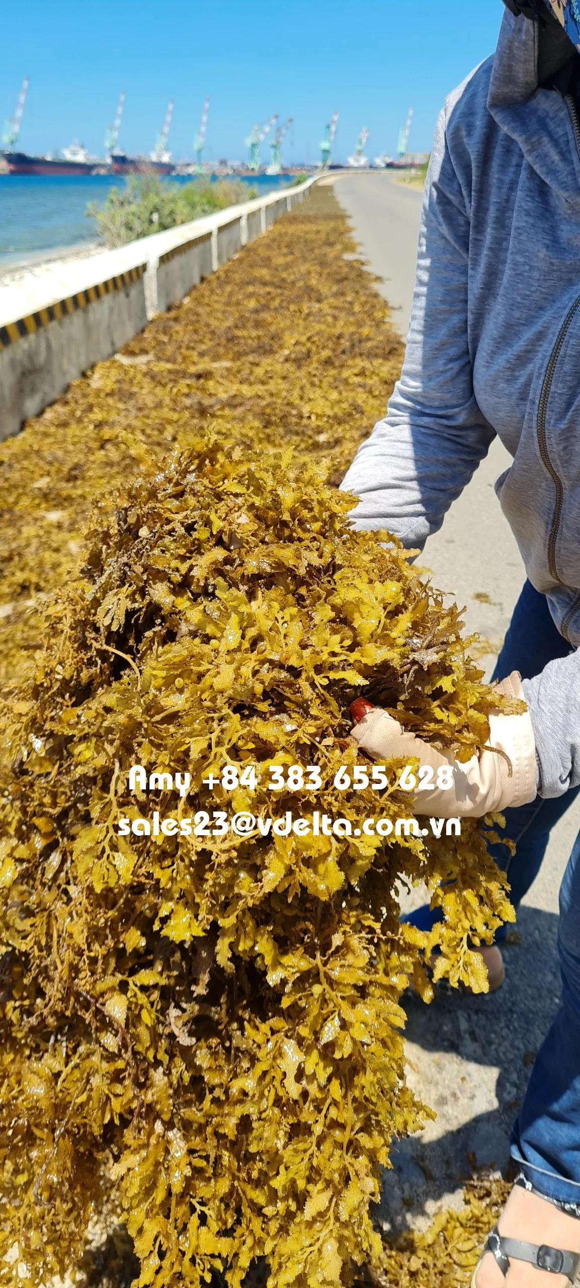Dried Sargassum Seaweed/ Sargassum Polycystum/ Brown Seaweed From