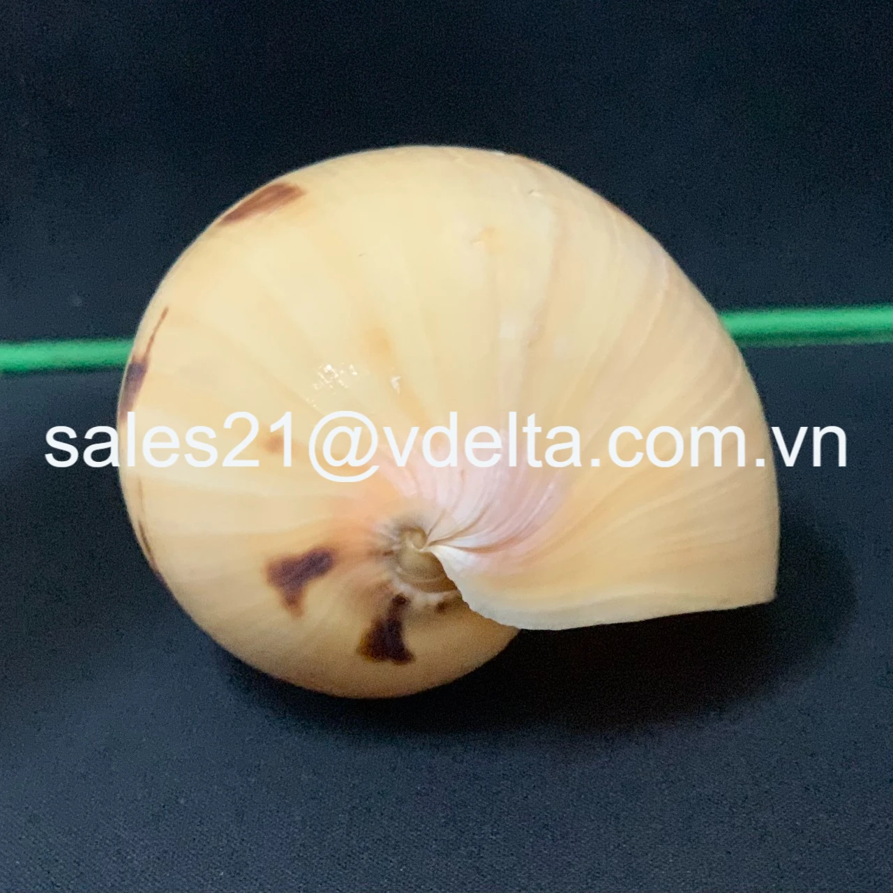 Hermit Crab Shells, Seashell in Various Sizes-Great for Shell Swapping and Creative Crafting/ Ms. Lima