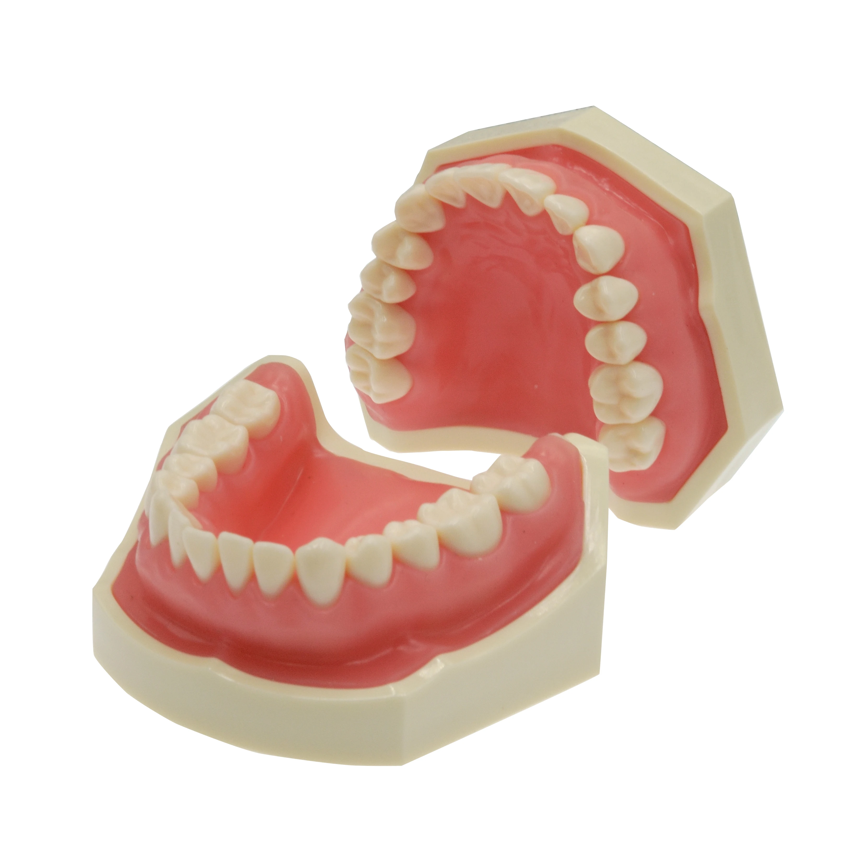 Standard Nissin Dental Model with 32pcs Typodont Teeth for Dental