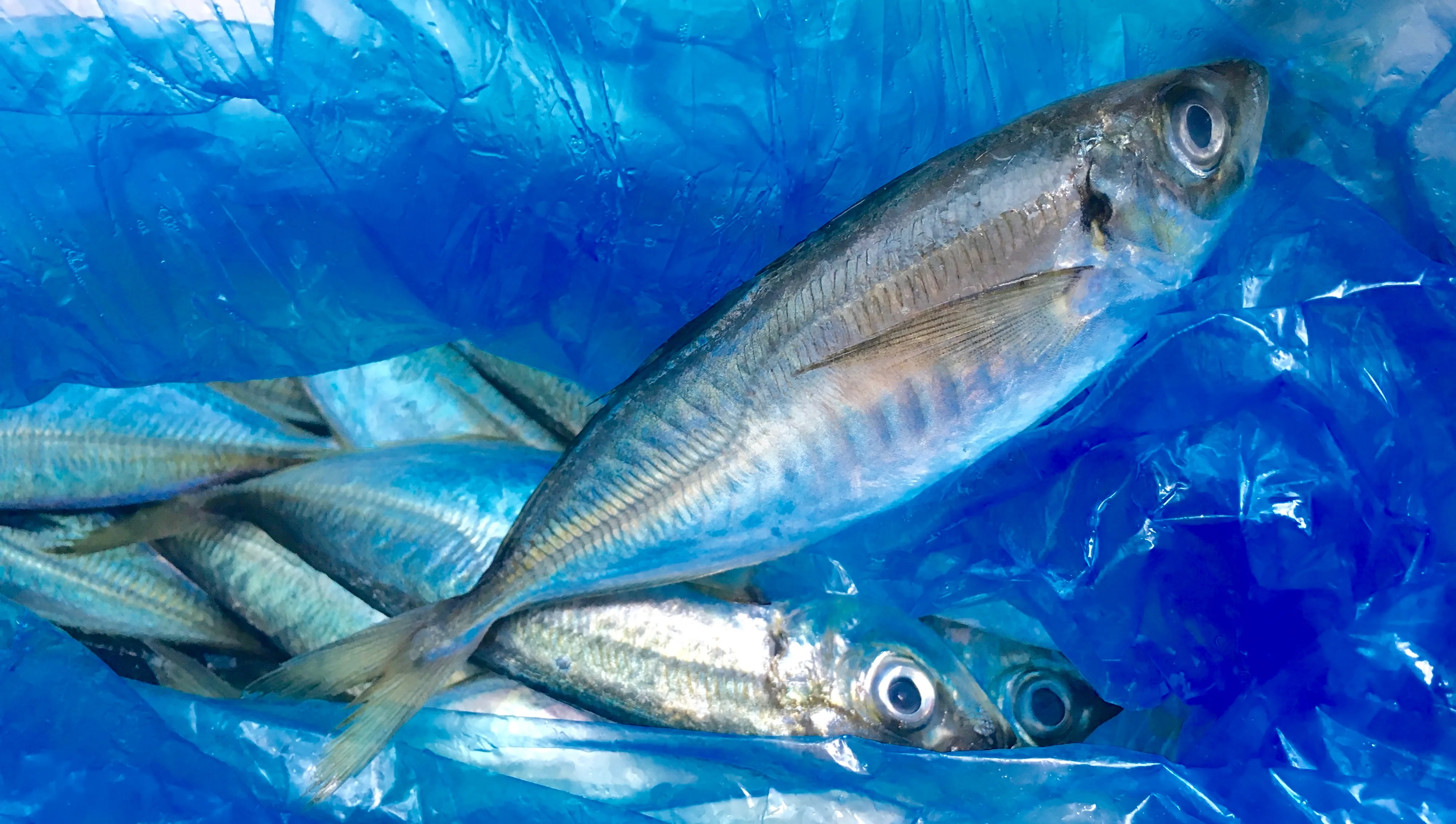 Frozen Horse Mackerel - Haccp/ Iso Certificate - Ribbon Fish - Top ...