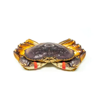 Fresh / Live Dungeness Crab (seafood) Buy Online Wholesale Deal