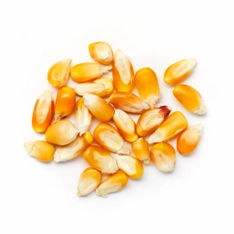 Fast Shipping Grade 2 Yellow Corn Maize for Human and Animal Feed Grade Consumption Top Selling Which Shelf Life 2 Years