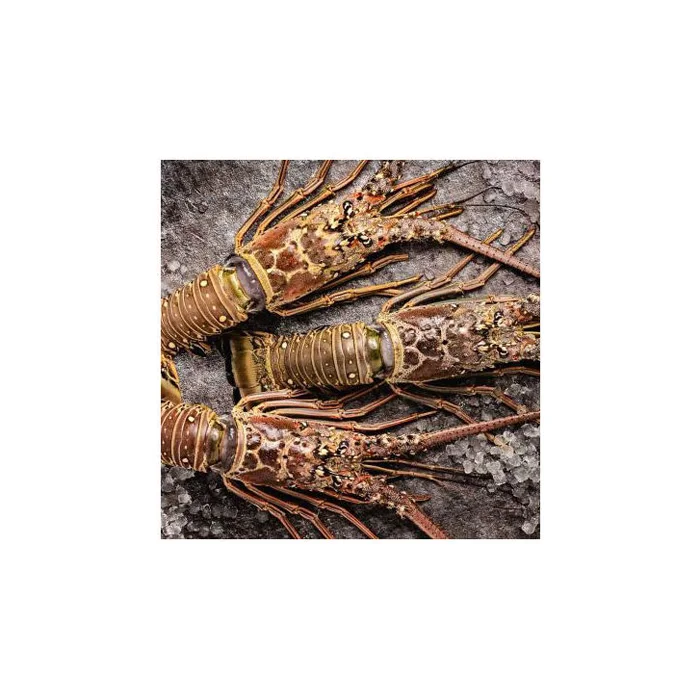 Frozen Style Packaging Lobster Lobsters / Frozen Lobster Tails For Sale