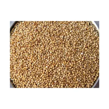 New Crop 100% Organic Creamy-White/Red Sorghum Must Buy Food Grains Top Global Exporter Affordable Prices
