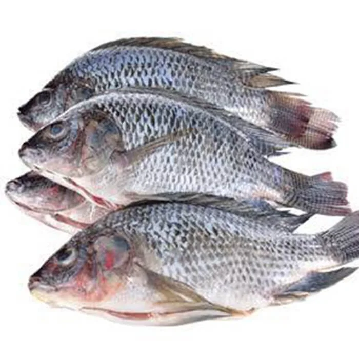 Premium Quality Frozen Fish Tilapia | Whole Red Tilapia Fish Bulk Stock ...