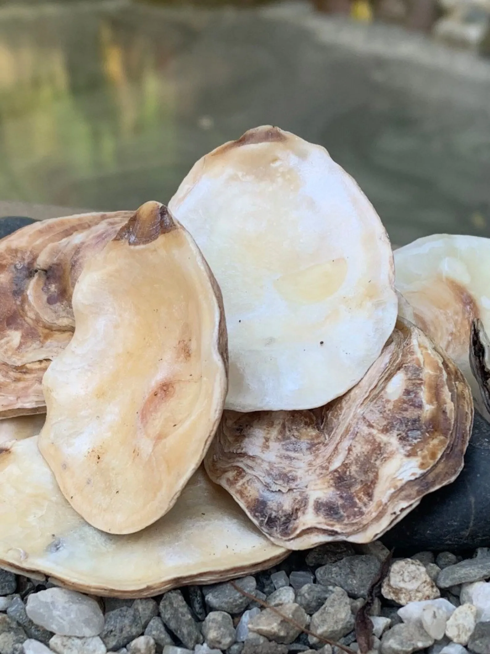 True Oyster Shell Large Quantity Unpolished Natural Oyster Shells for Home Decor
