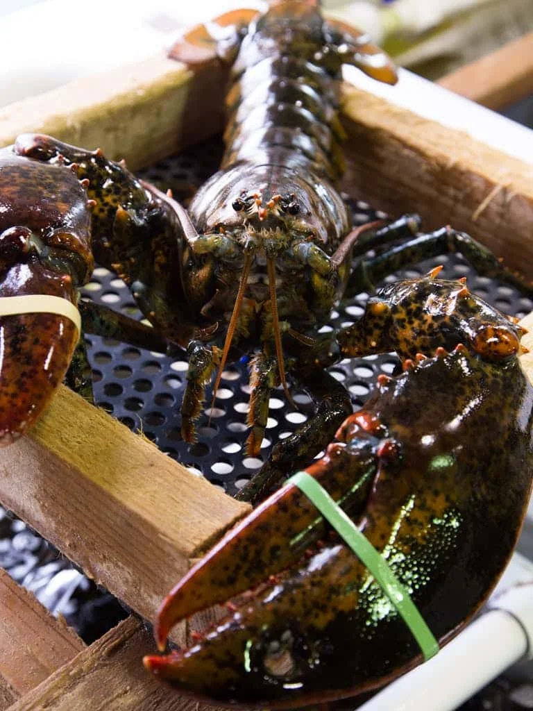 Wholesale Price Fresh and Frozen Lobster for Sale Red Lobsters in Bulk Raw Frozen Lobster Tails Cheap price