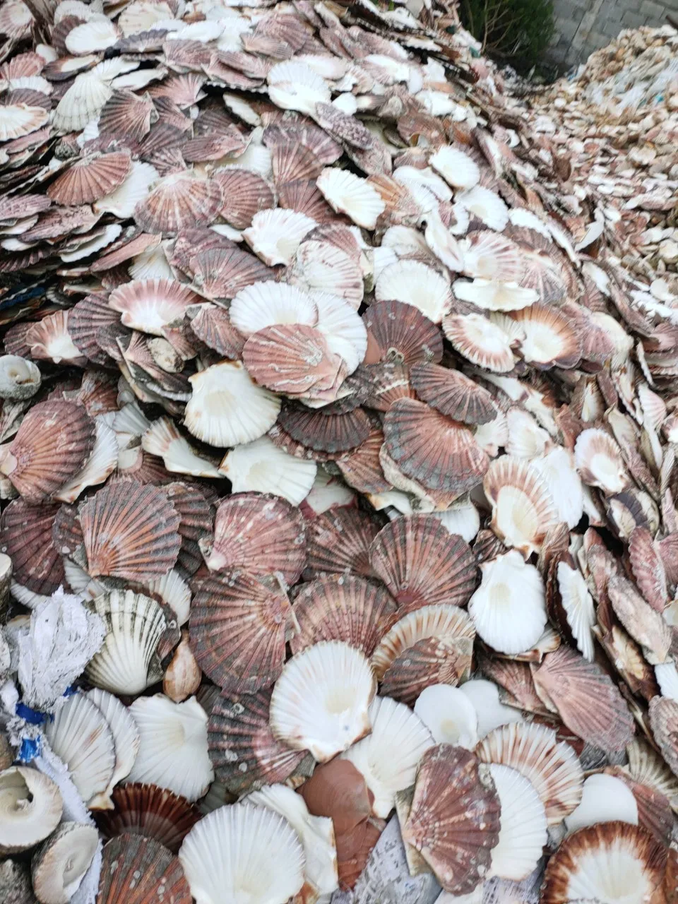 Best 2024 Vietnamese Seashell And Snail Shells Products Used As