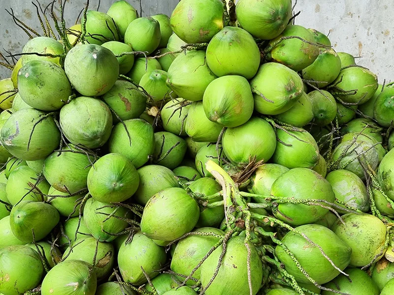 Fresh Coconut Health Benefits High Quality Green Organic Natural Young
