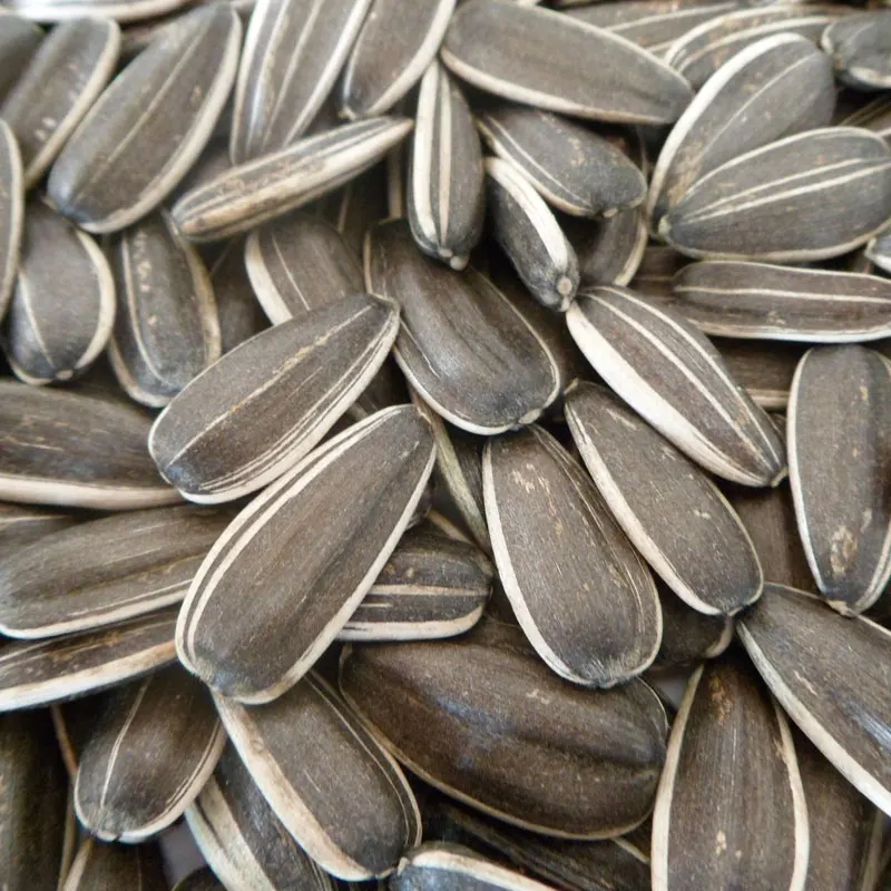 Factory Price High Quality Sunflower Seeds Raw Seeds 3638 Buy Factory